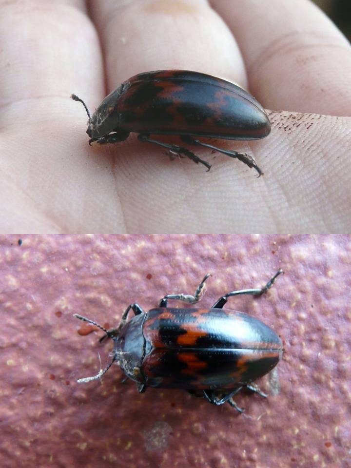 FIGURE 9 FIGURE 9